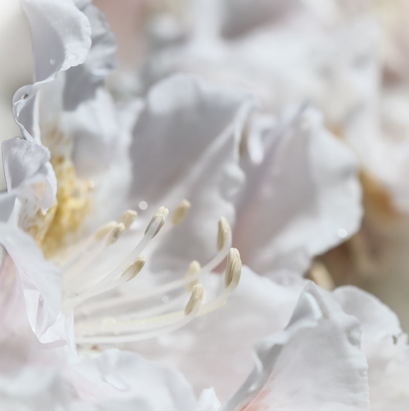 AIRY WHITE FLORALS