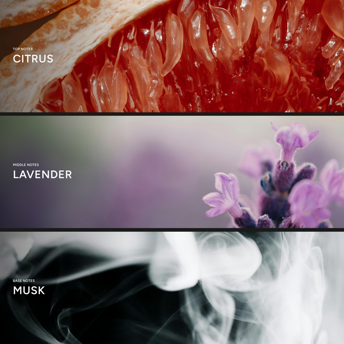 The scent | Top, middle & base notes