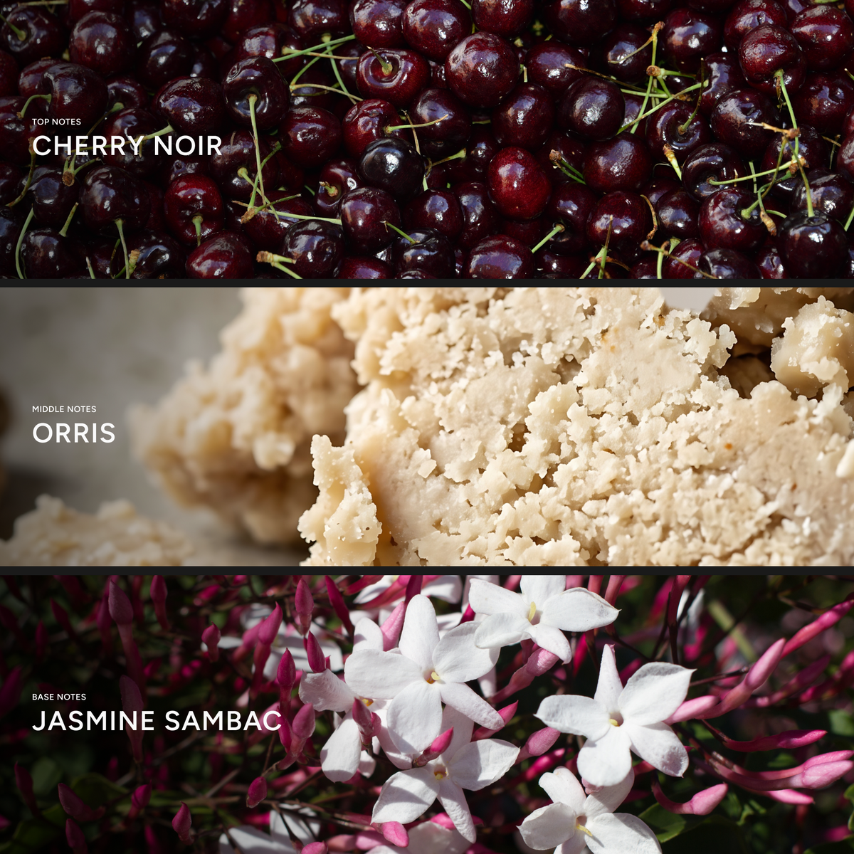 The scent | Top, middle & base notes