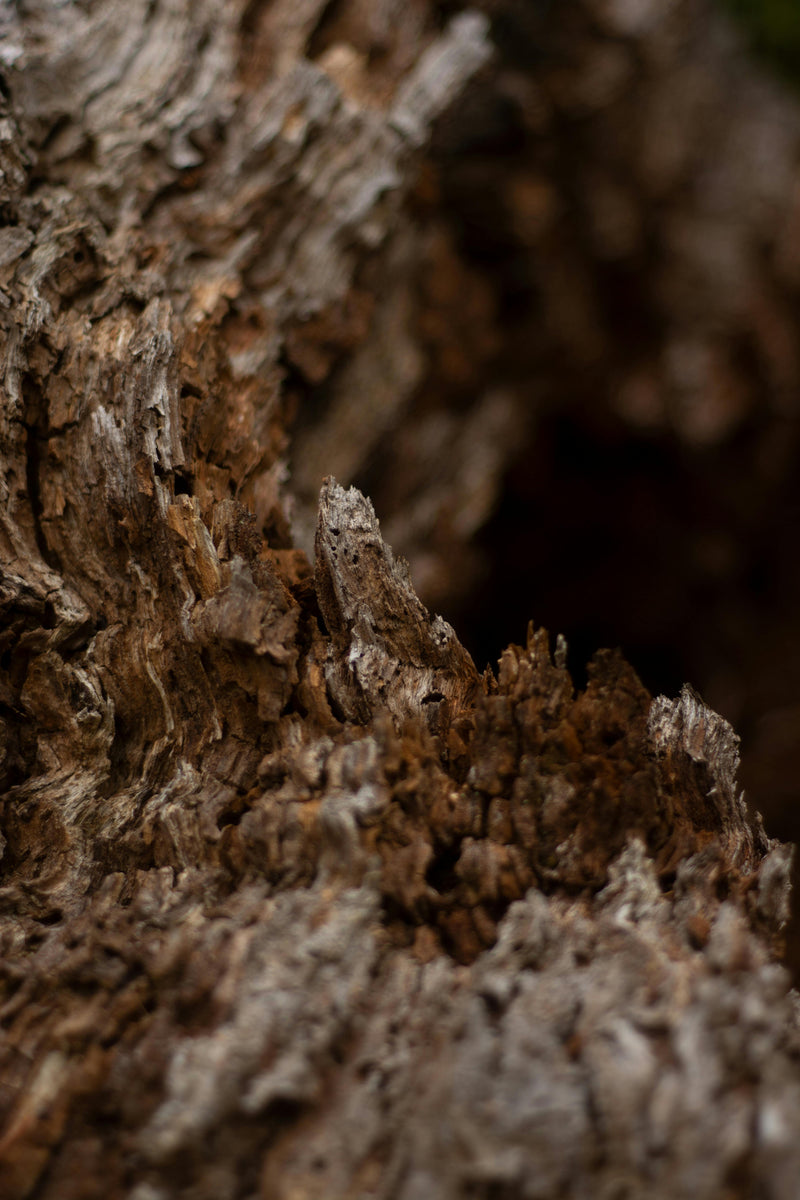 CEDAR
