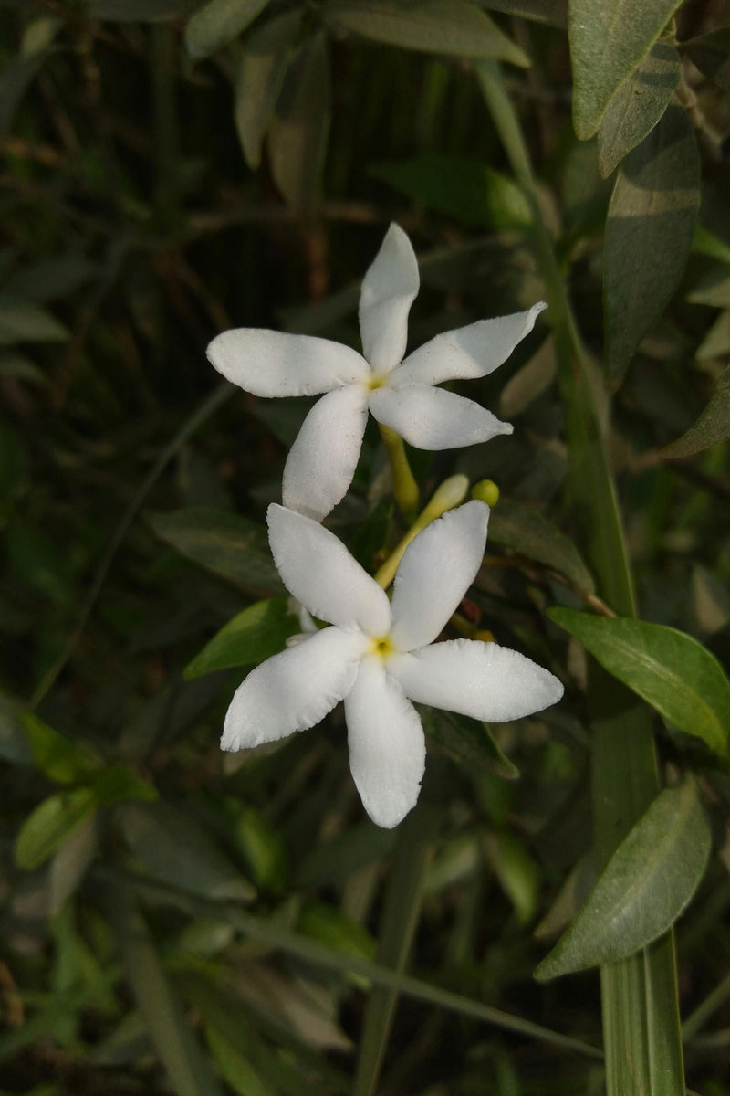 JASMINE
