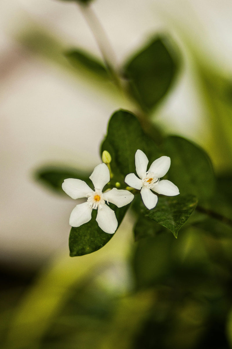JASMINE