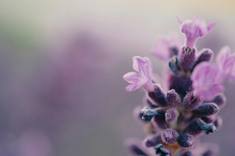 LAVENDER