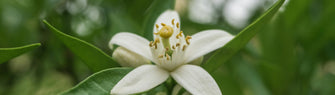 NEROLI