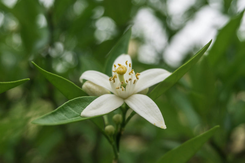 NEROLI