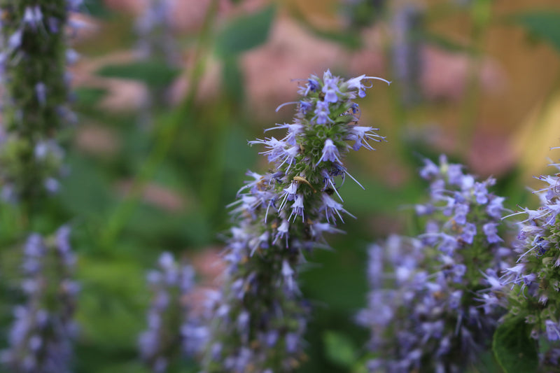 PATCHOULI