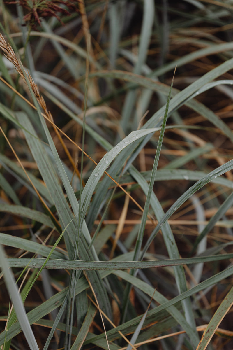 VETIVER